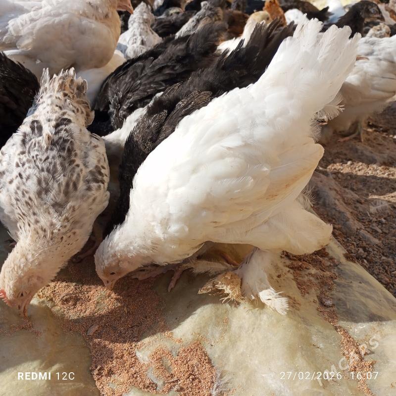 towuk jüyje - Туркменгала - img 1