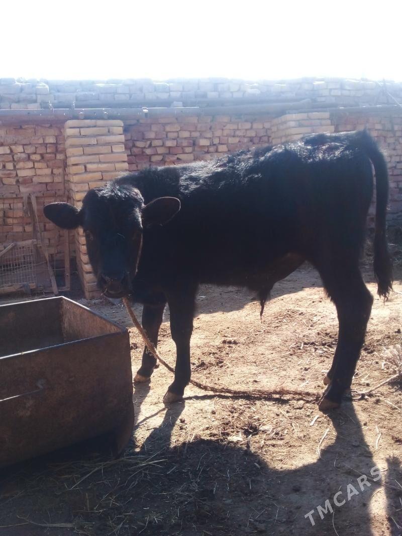 OKYZGELER - Dänew - img 1