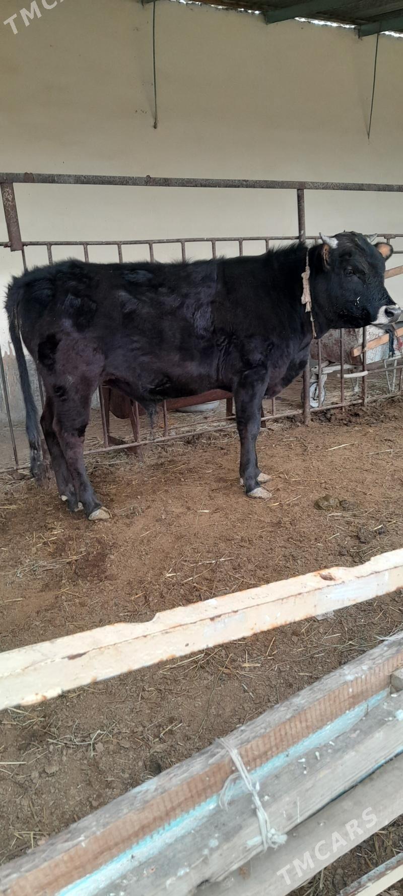 bakylan şwes öküz - Бахарден - img 1