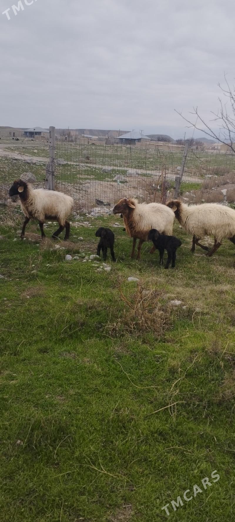 guzuly goyun - Gyzylarbat - img 1