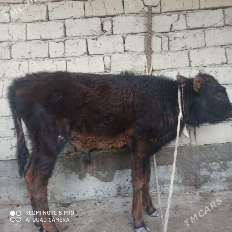 şwes öküz - Ашхабад - img 1