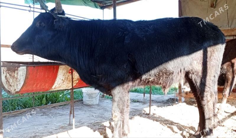 Baklyk okuzler - Туркменабат - img 1