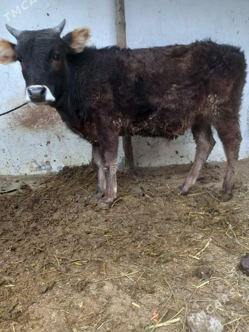 okuzler - Bäherden - img 1