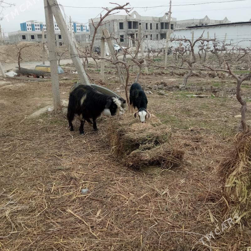 ovlokli geçi - Gökdepe - img 1