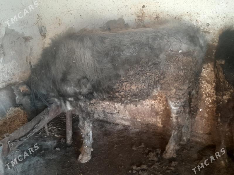 òkùz - Gyzylarbat - img 1