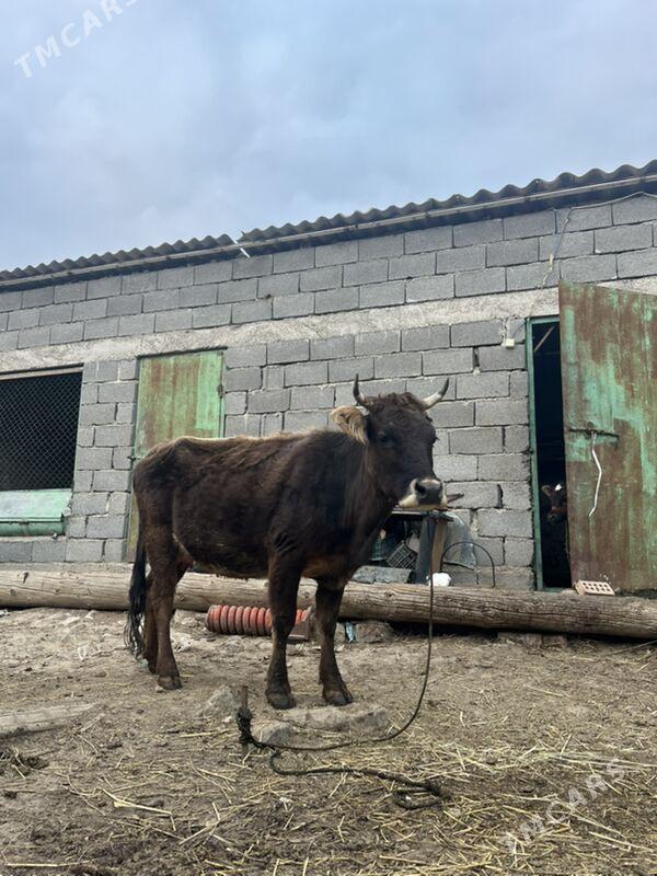 Goleli sygyr - Бахарден - img 1