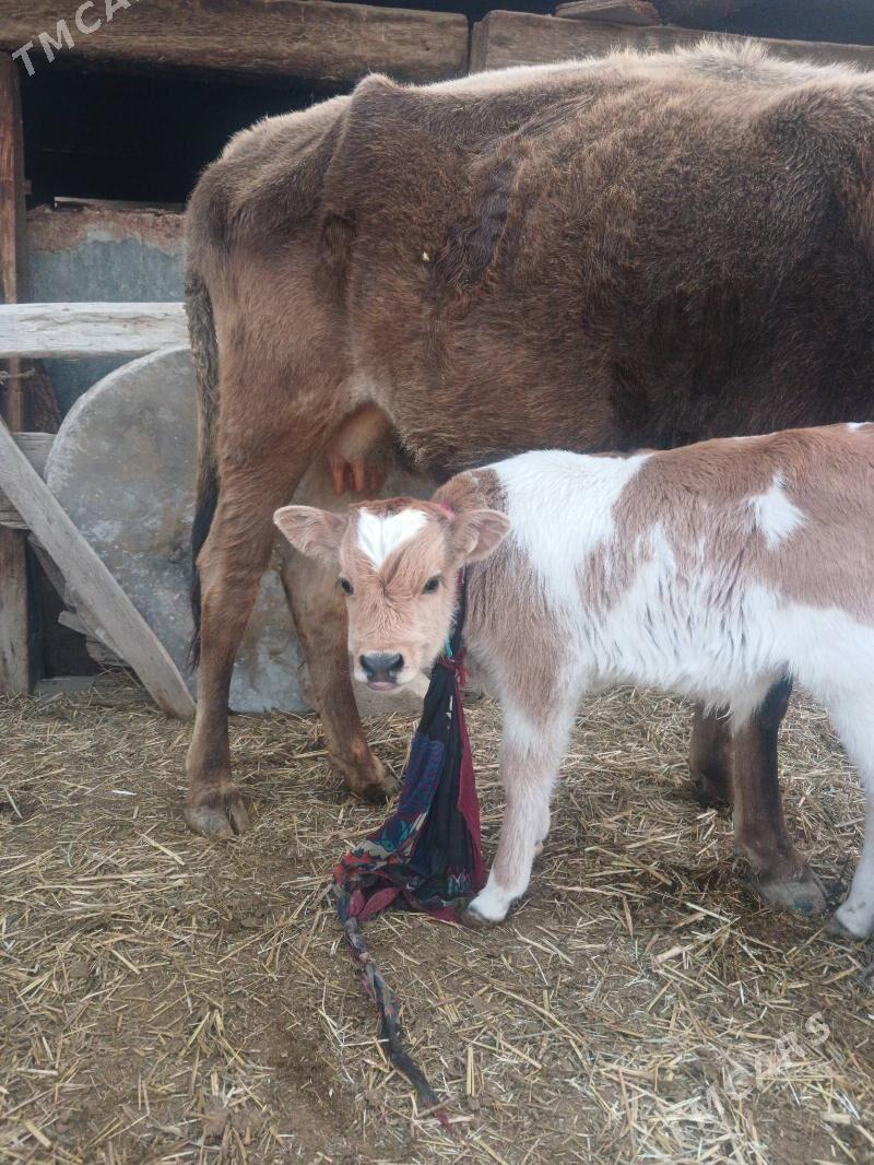 Göleli tüwe, 1-nji garyn - Гызыларбат - img 1