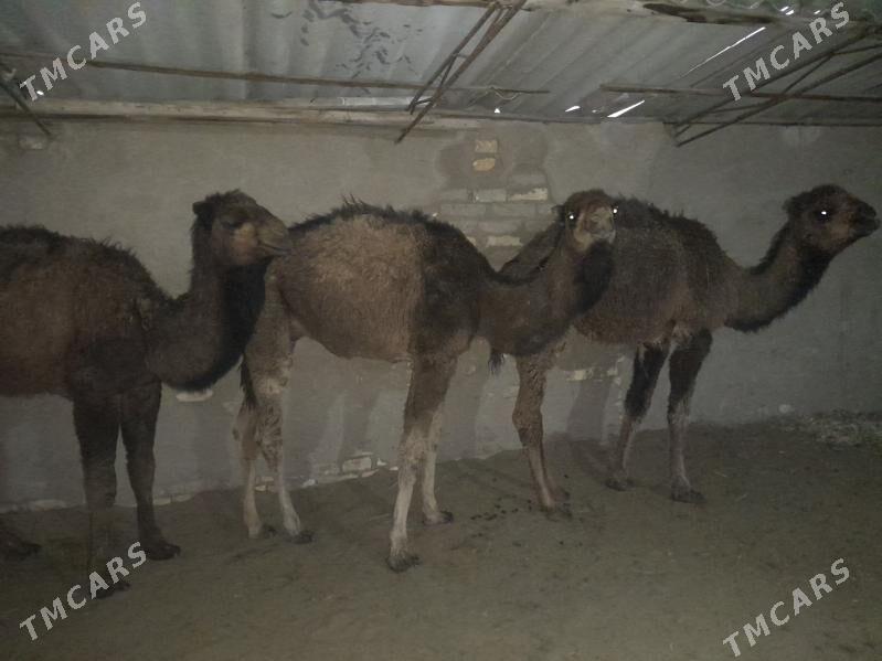 torum - Сакарчага - img 1