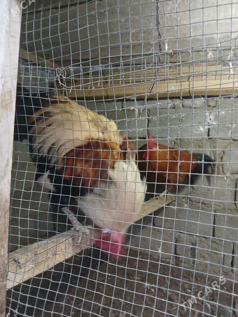 Türkmen horaz - Гарадамак - img 1