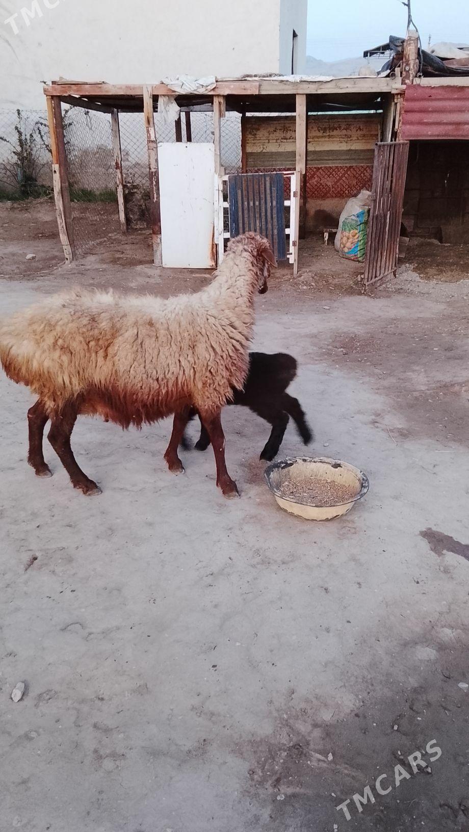 guzly goyun - Балканабат - img 1