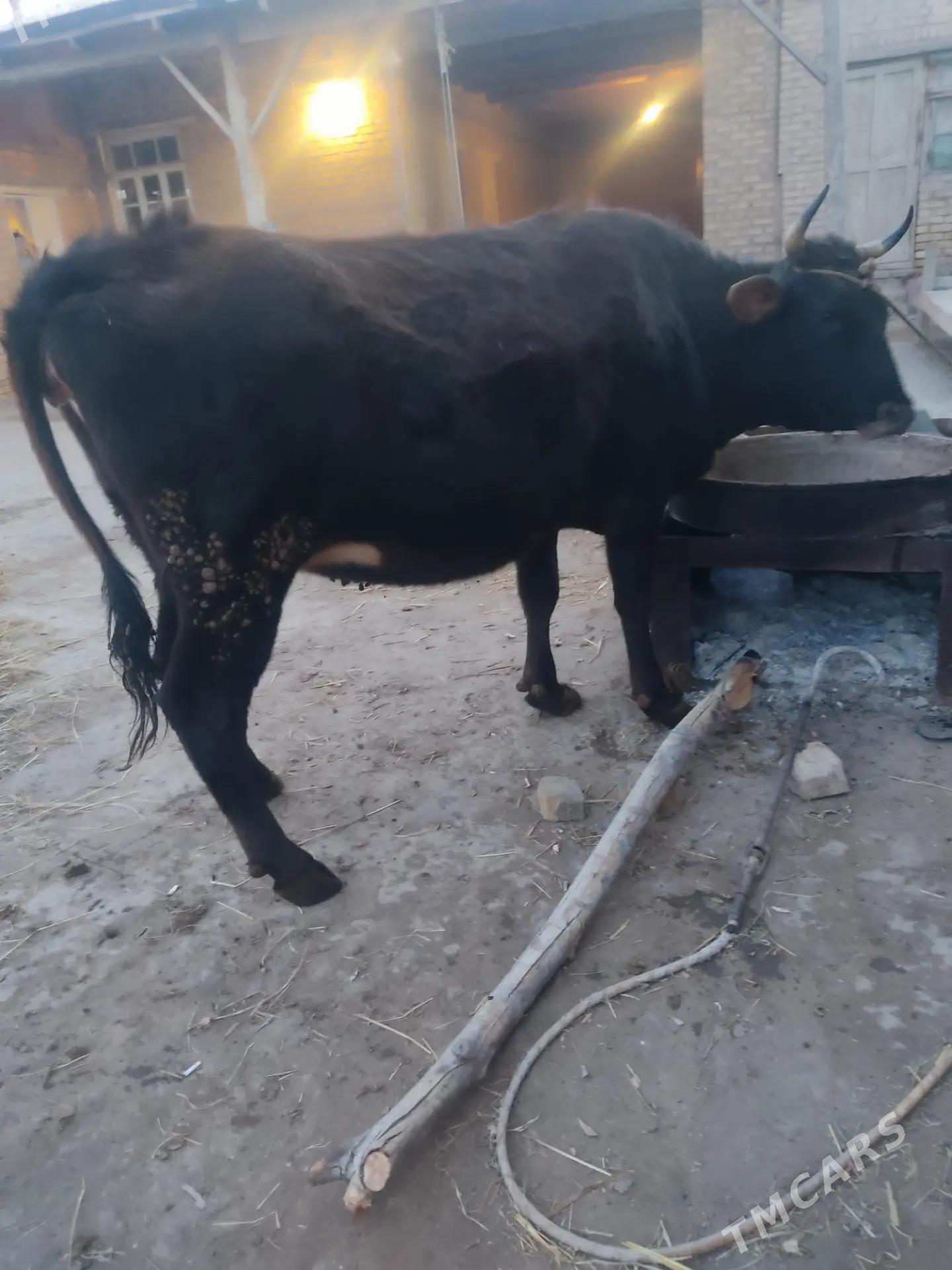 yetik sygyr - Çärjew - img 1