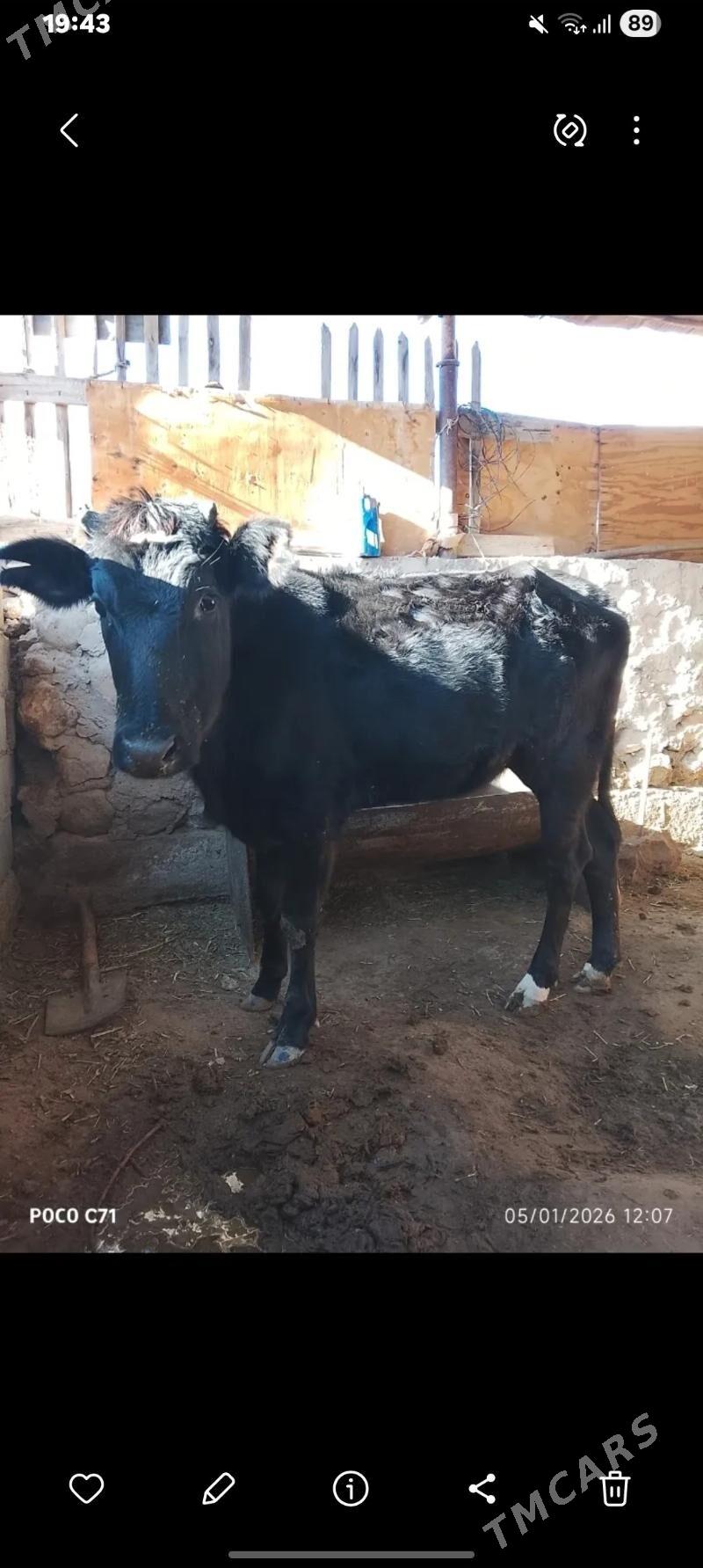 Sygyr - Jebel - img 1