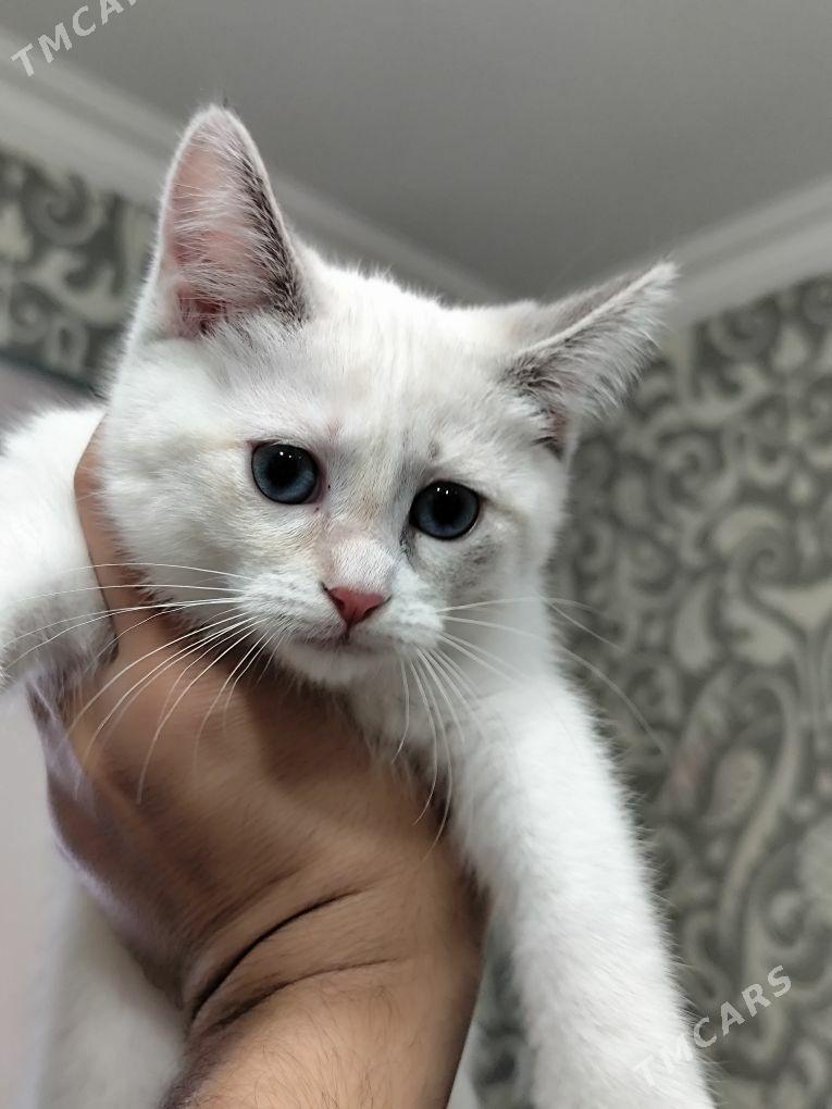 Pişijek Gyzjagaz - Ашхабад - img 1