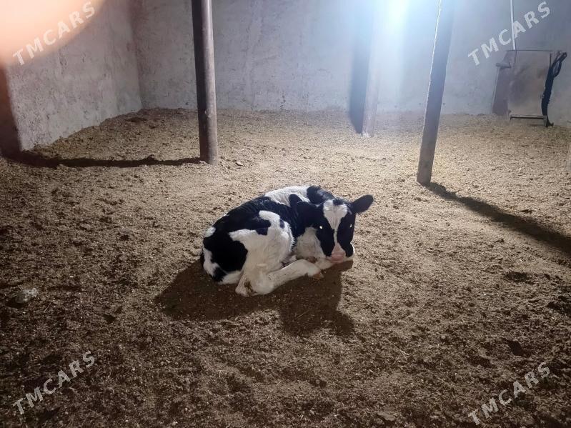 golşteýn sygyr - Векильбазар - img 1