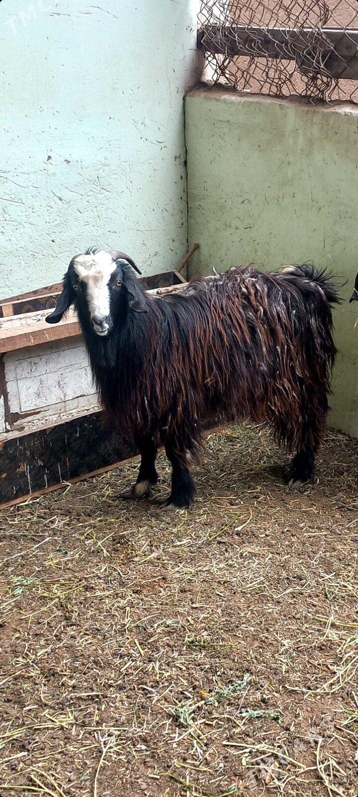 Bakylan Doğ Geçi - Хитровка - img 1