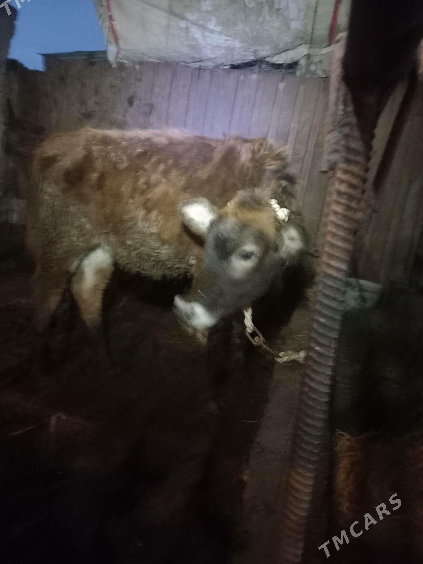 okuz we tuwe - Ýaşlyk - img 1