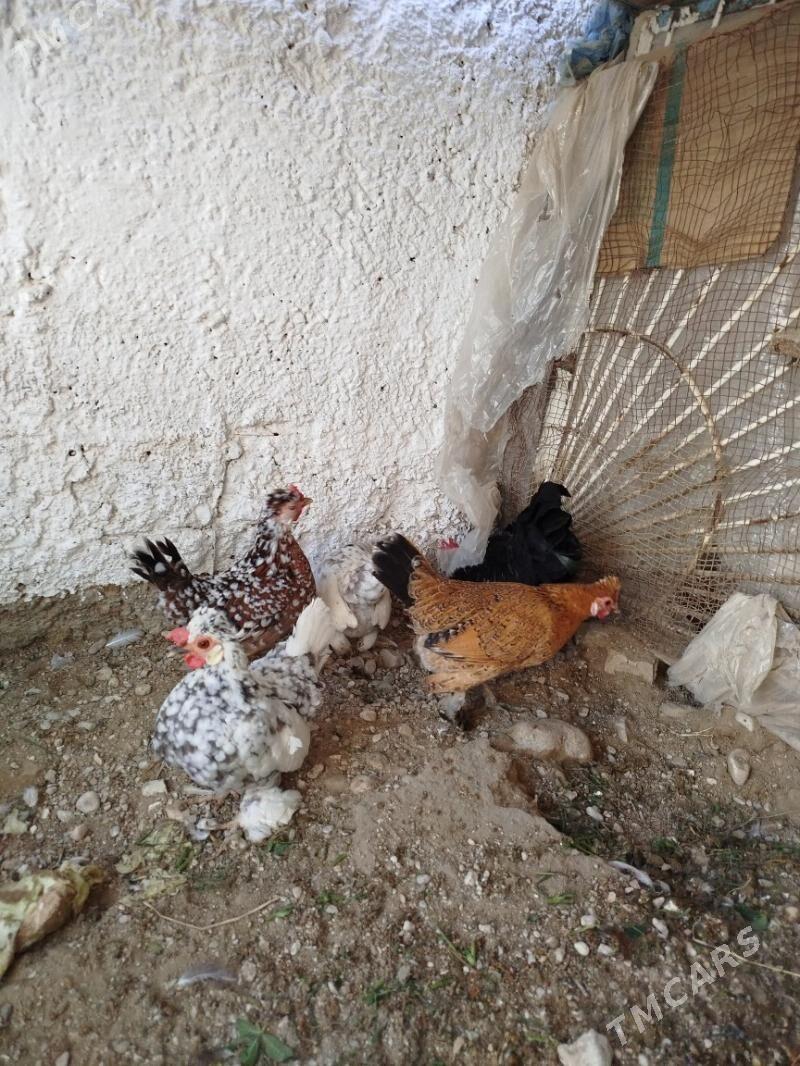 karlik - Balkanabat - img 1