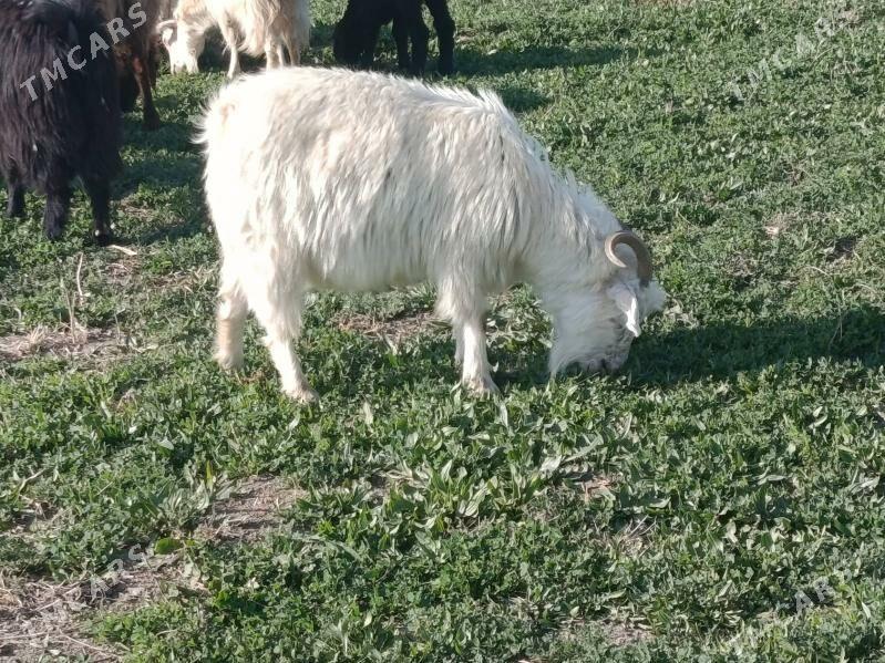 Geci - Мары - img 1