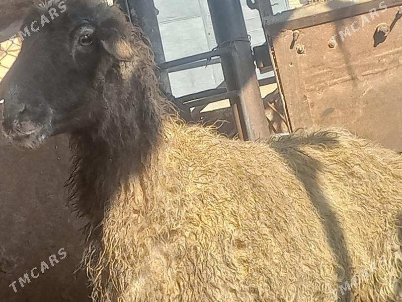 goyun - Гумдаг - img 1