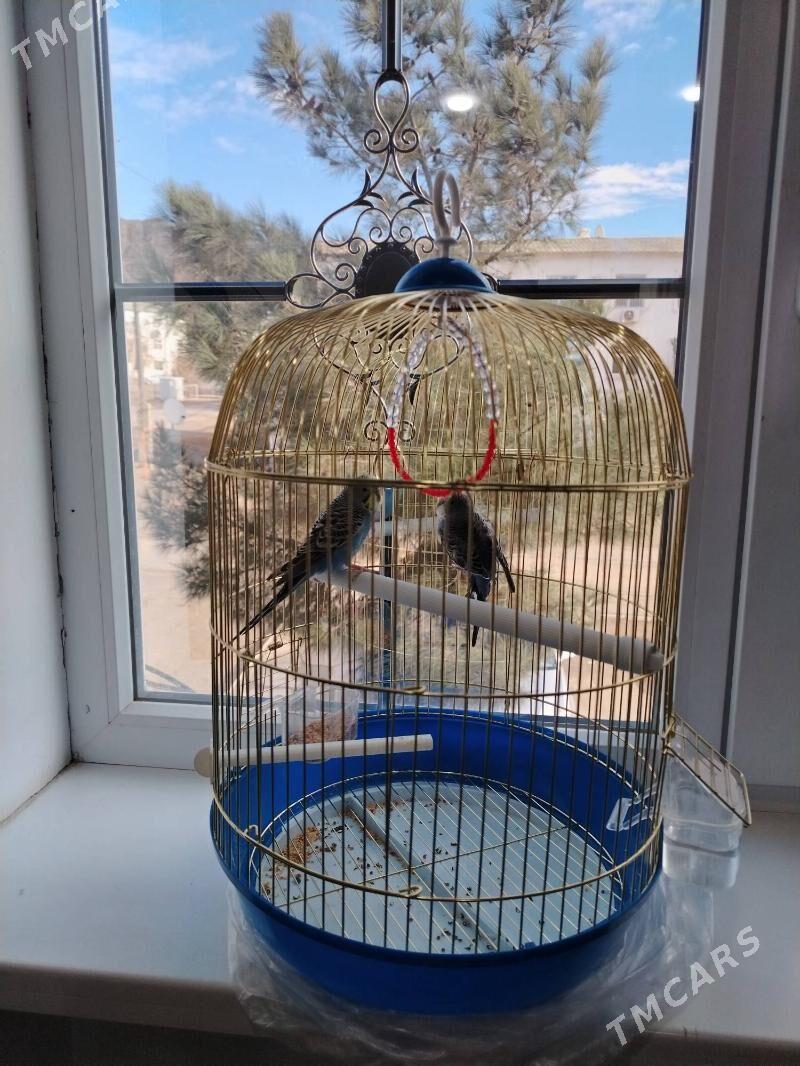 Papugay папугай - Türkmenbaşy - img 1