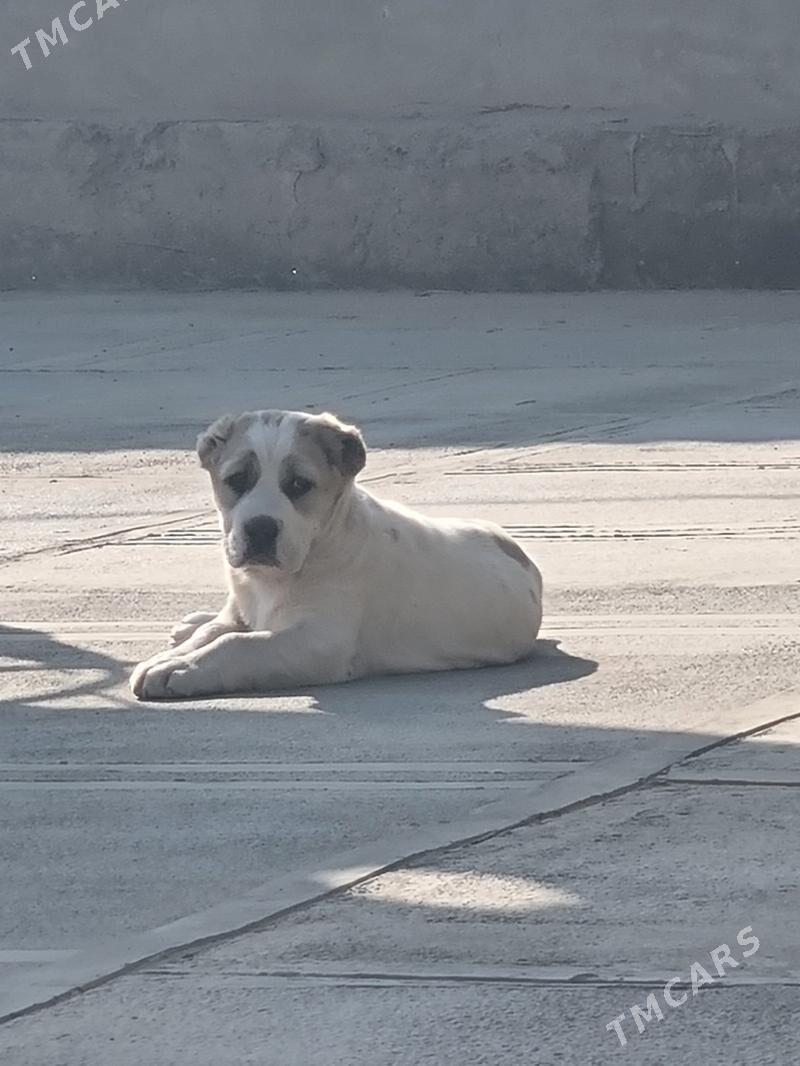 Burgut - Байрамали - img 1