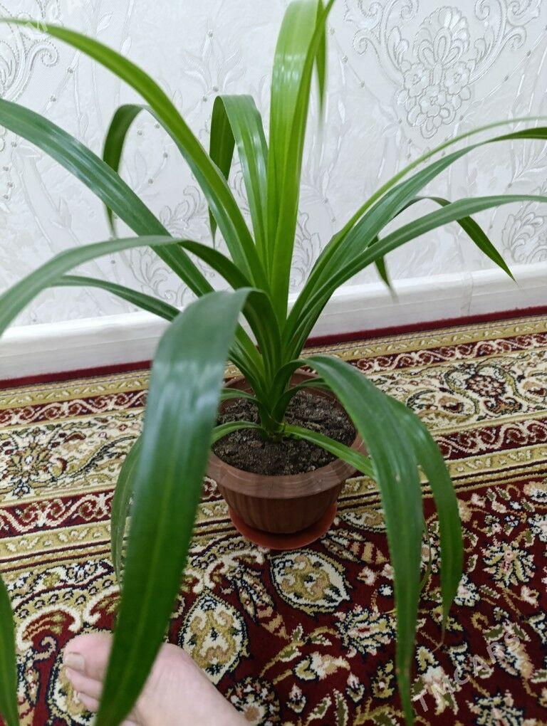 gül - Балканабат - img 1