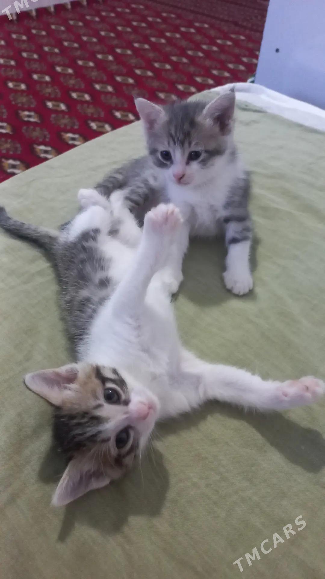 pisik - Дашогуз - img 1