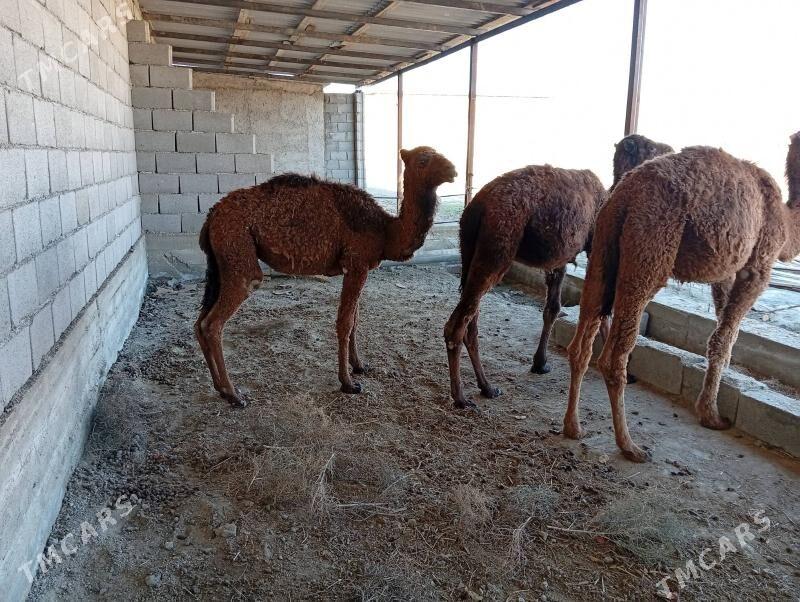 ogshuklar - Махтумкули - img 1