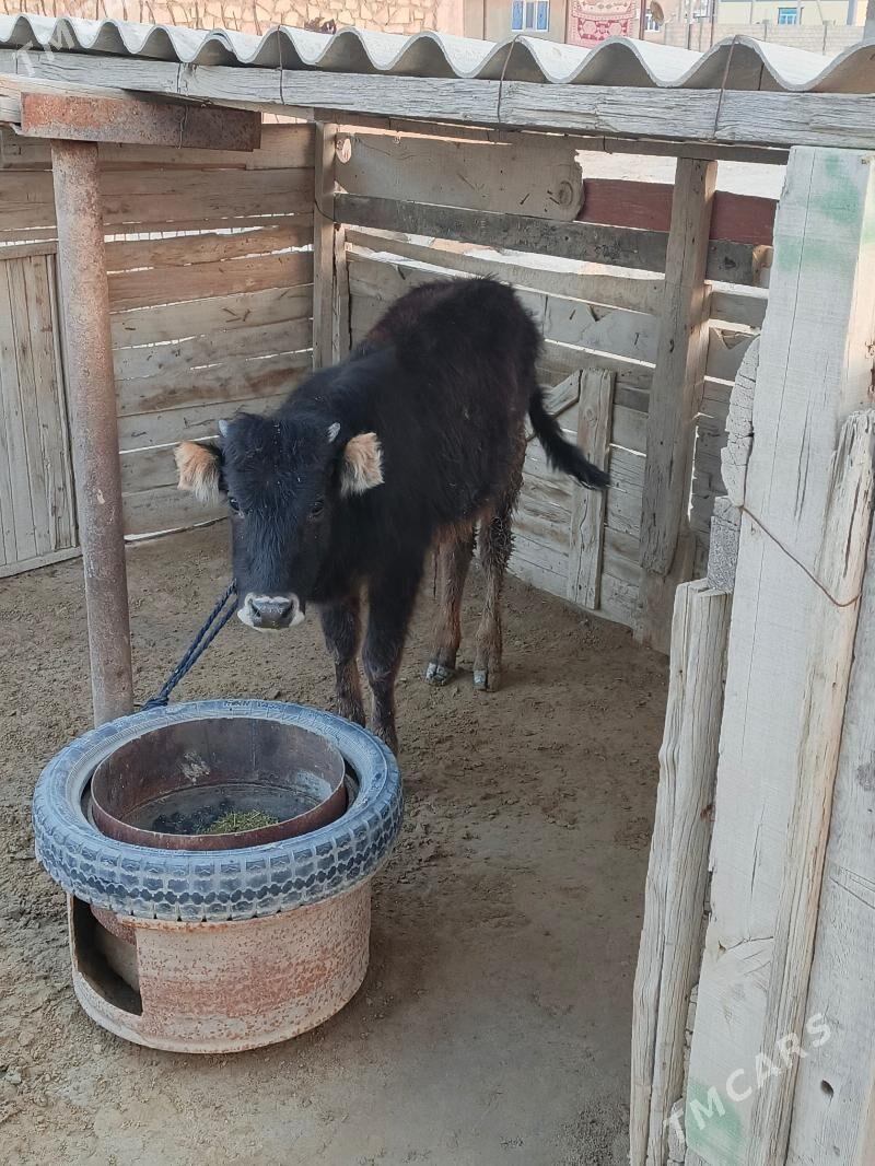 öküzçe - Эсенгулы - img 1