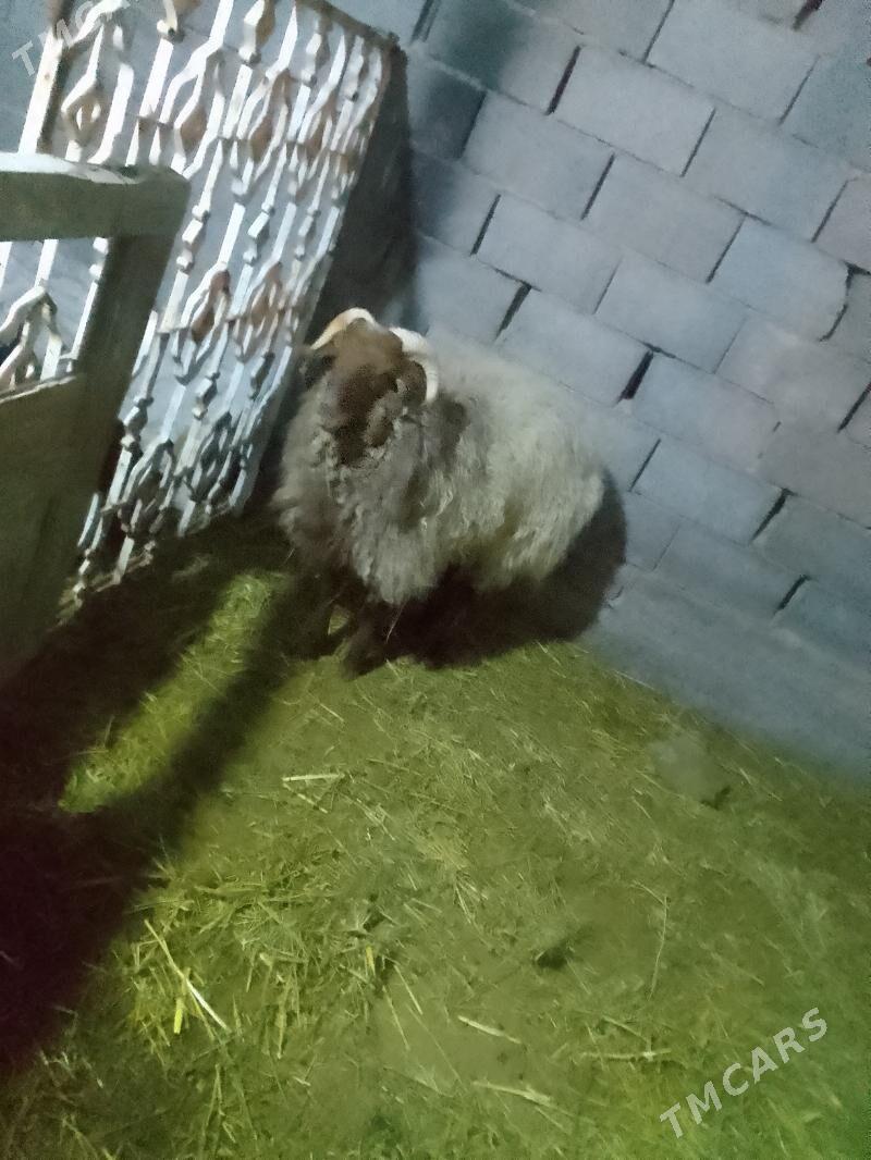 goc - Гёкдепе - img 1