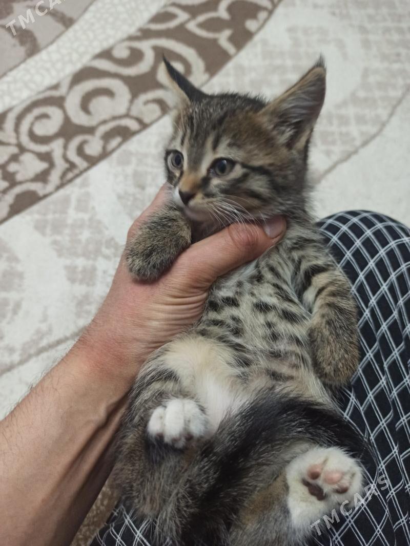 в добрые руки - Район ст. Аэропорта, ул. Гагарина - img 1