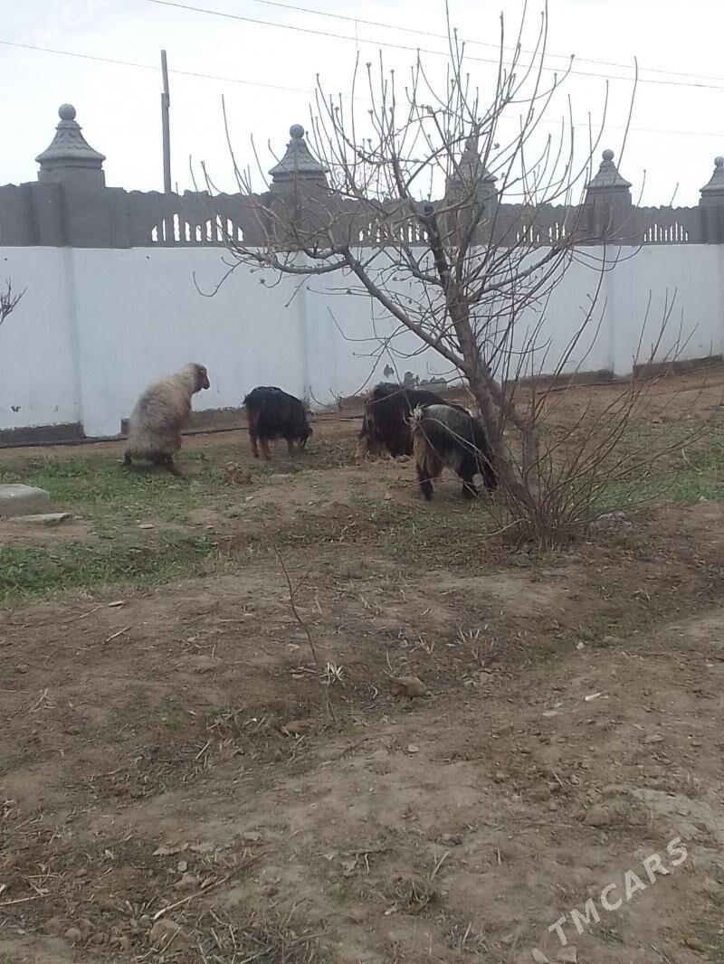 dog - Гёкдепе - img 1