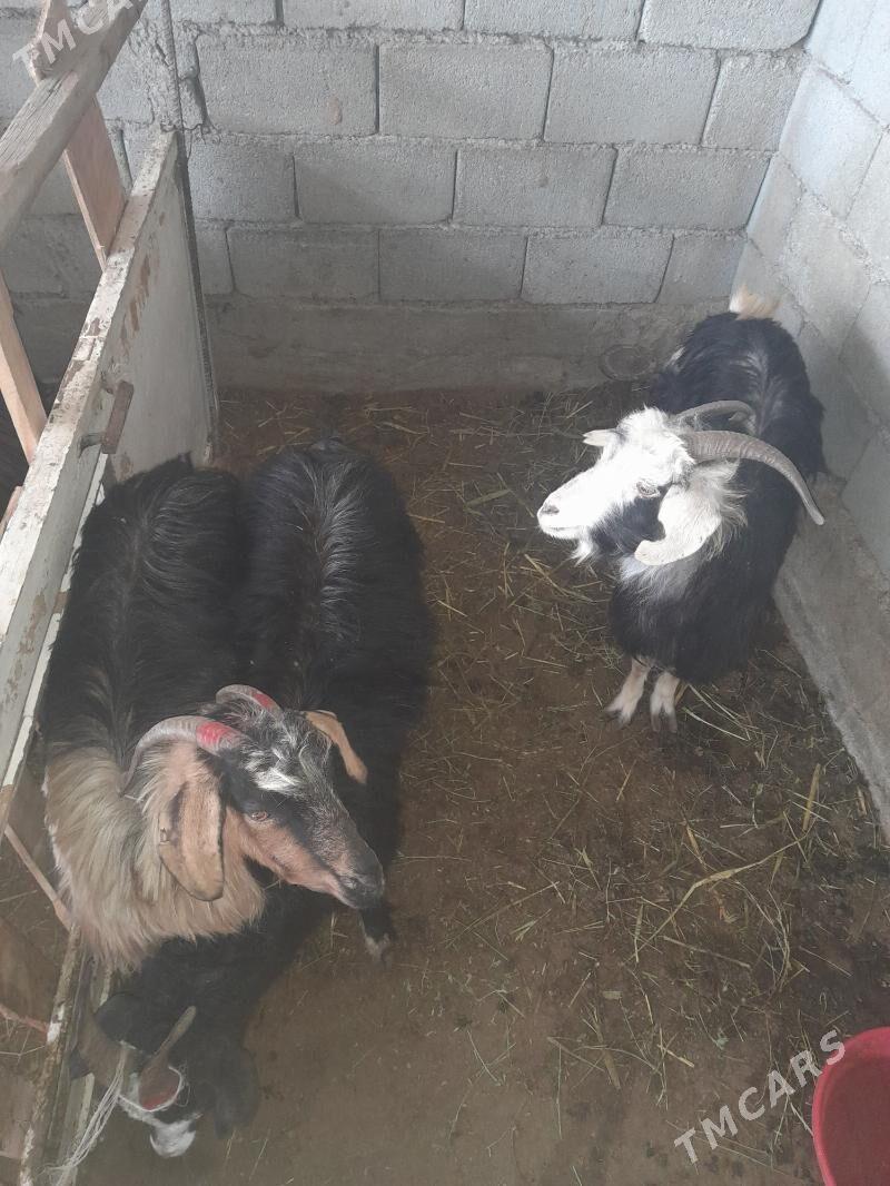 Geçi - Гёкдепе - img 1