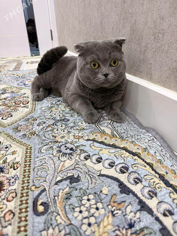 Şatlanski pişik - Mary - img 1