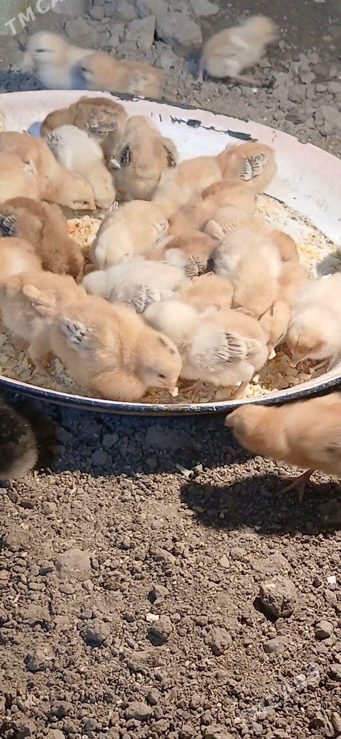 juje - Büzmeýin - img 1