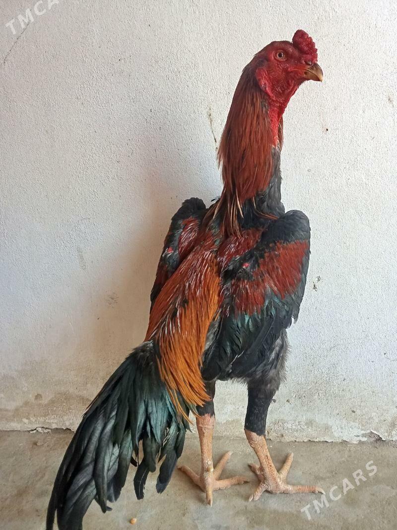 horaz - Hojambaz - img 1