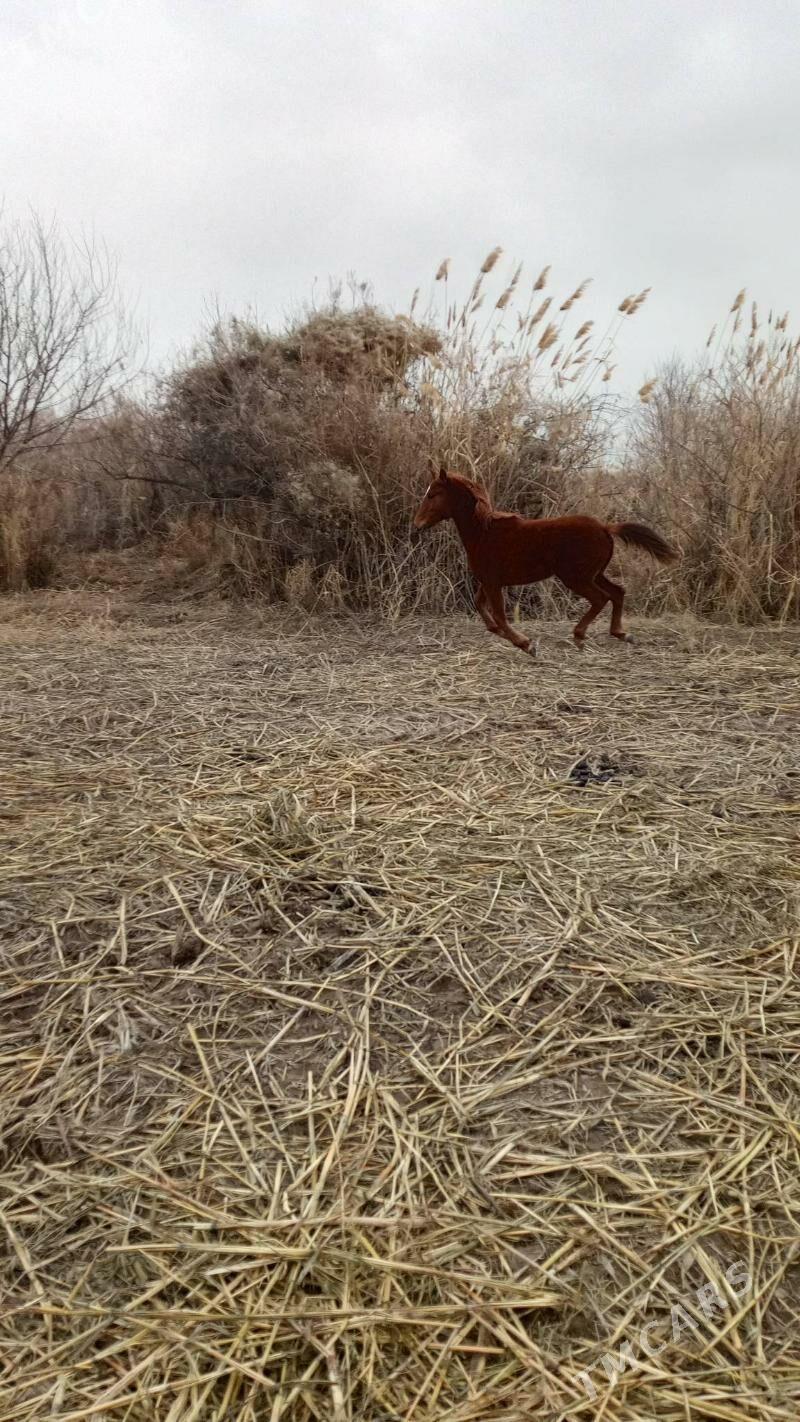 at - Кёнеургенч - img 1