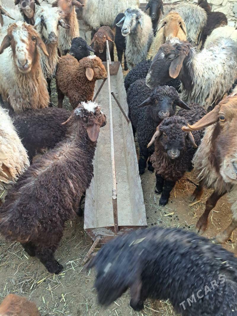 guzyly goýun - Гызыларбат - img 1