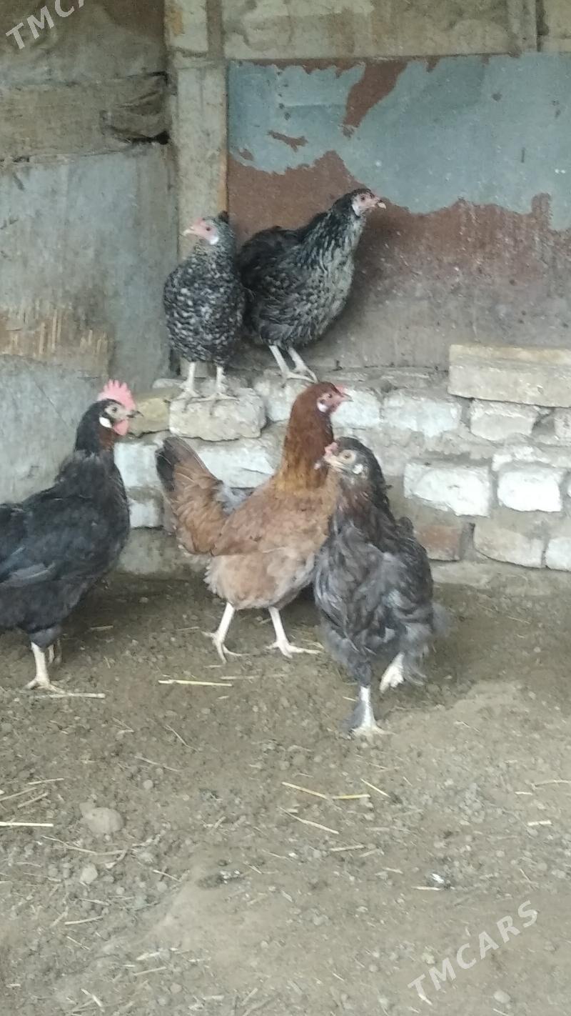 Товук - Gypjak - img 1