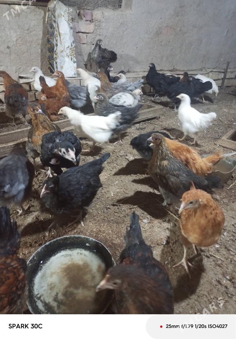 satlyk juyjeler - Görogly (Tagta) - img 1