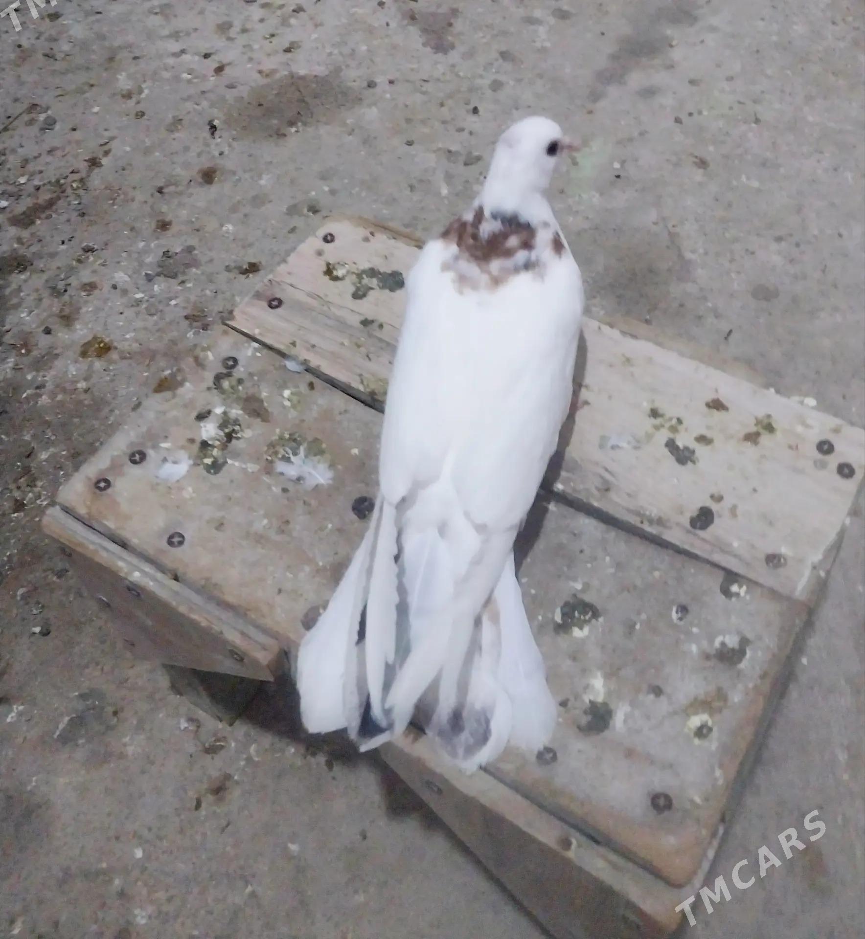 kepderi - Gyzylarbat - img 1