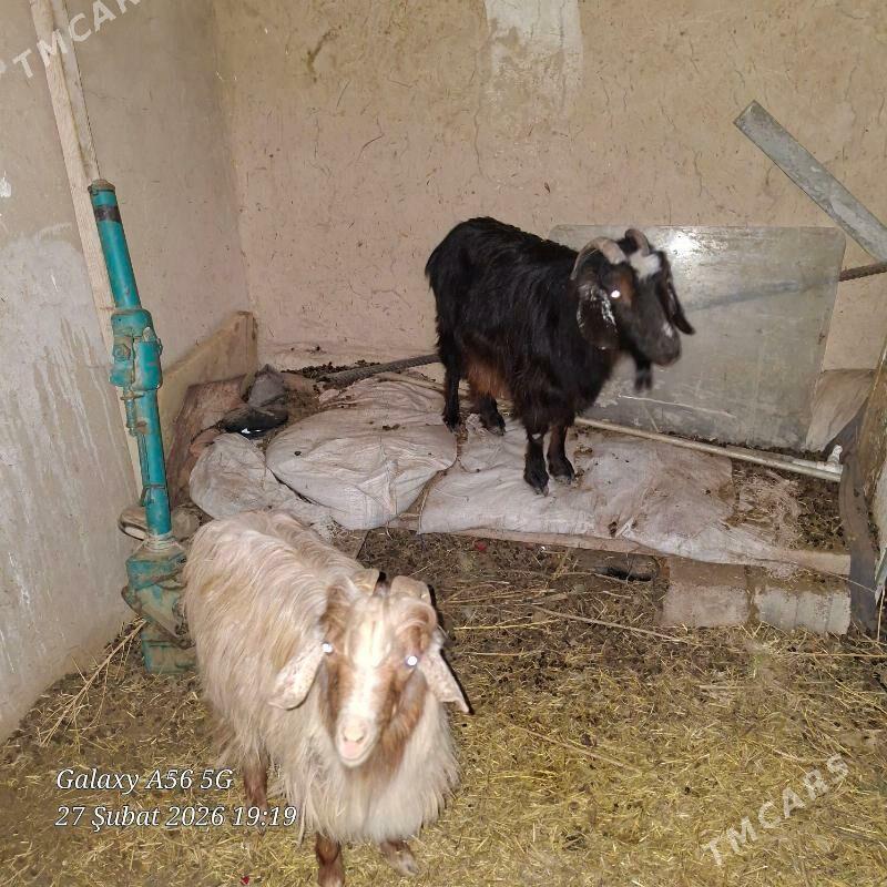 geci - Махтумкули - img 1