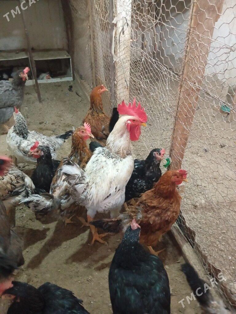 towuk - Balkanabat - img 1