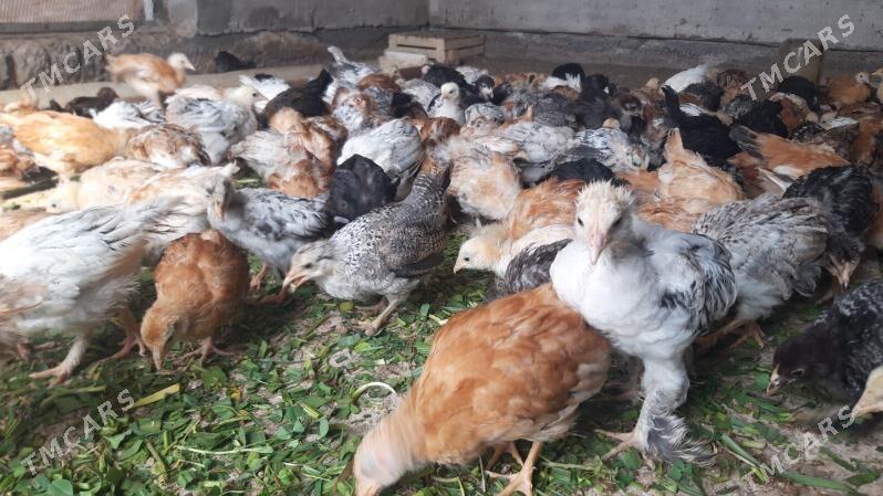 Jüýje 2 aýlyk. - Babadaýhan - img 1