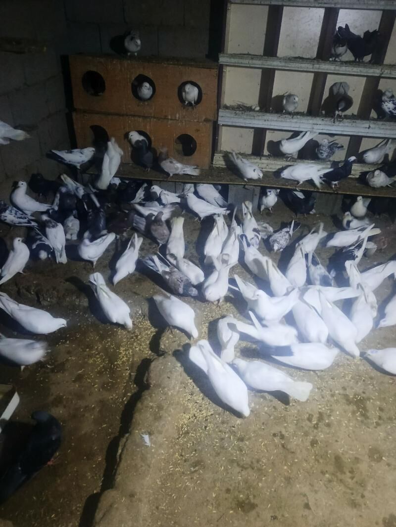 kepderi - Bagyr - img 1