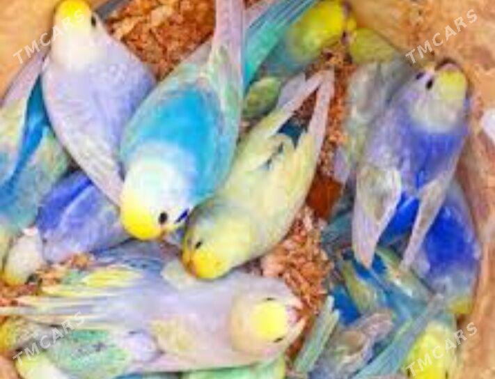 popugay - Ашхабад - img 1