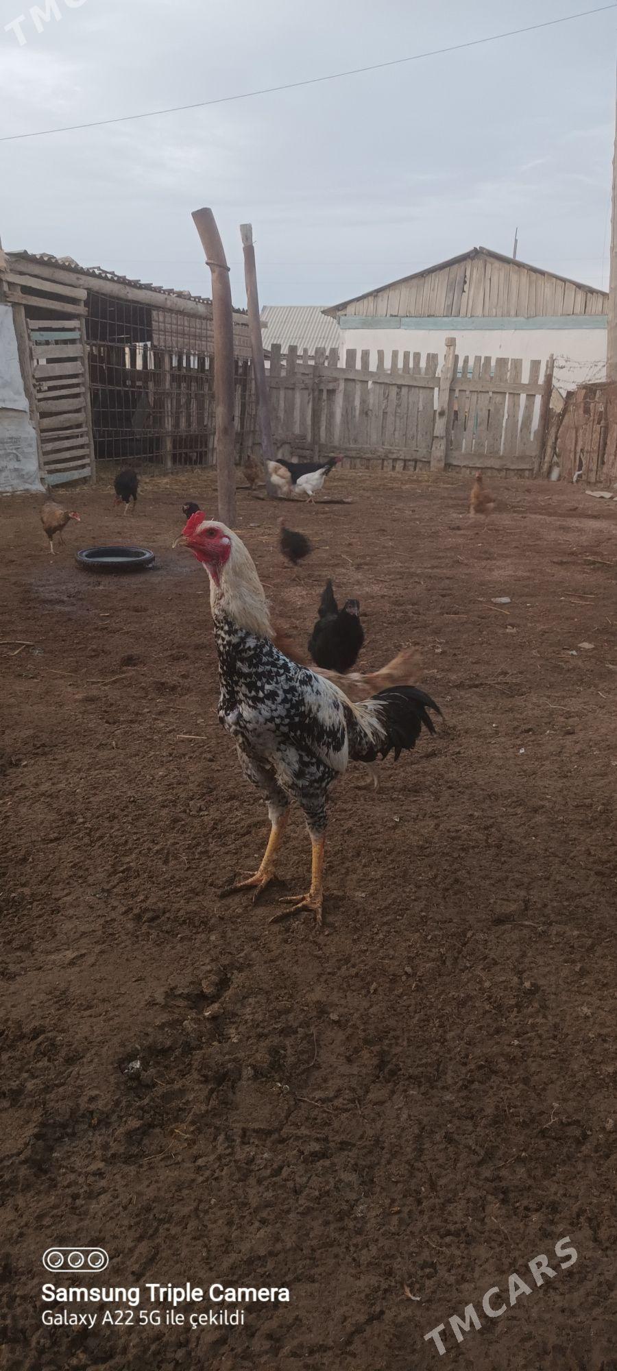 Baýes - Эсенгулы - img 1