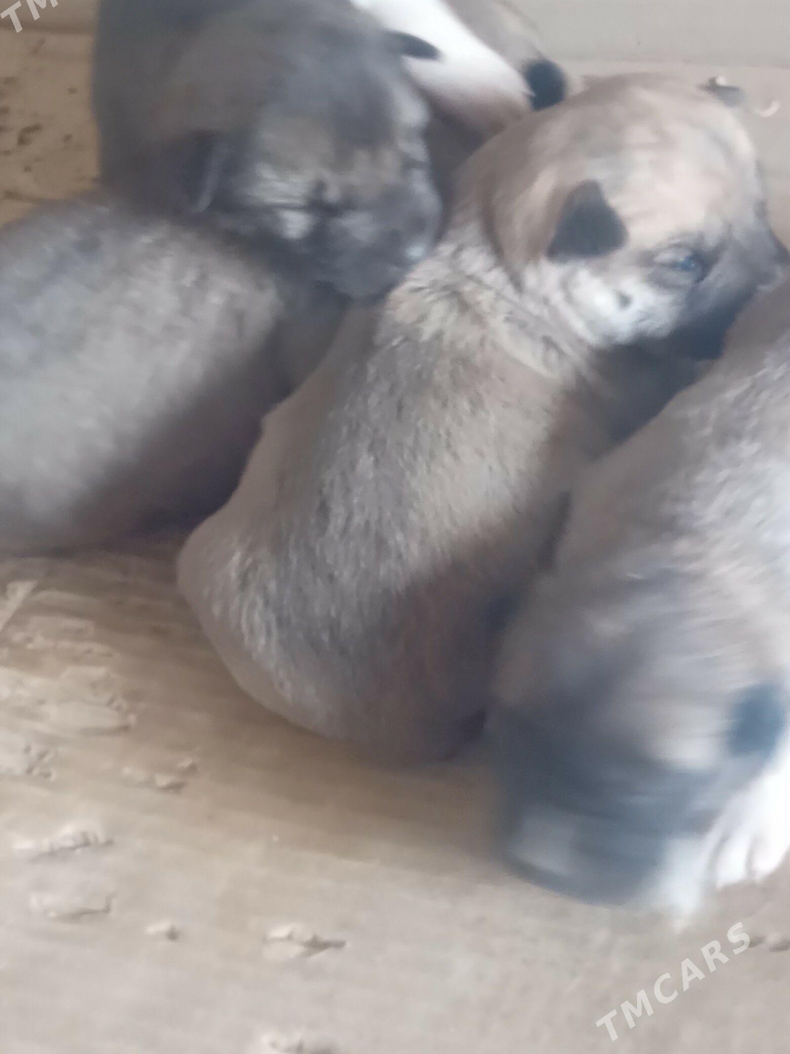 Haski gvjvk - Kaka - img 1