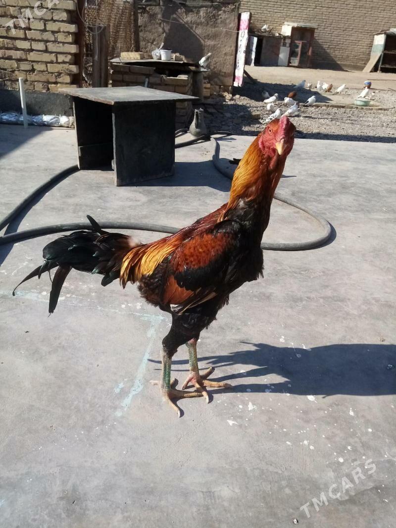 байес - Türkmenabat - img 1