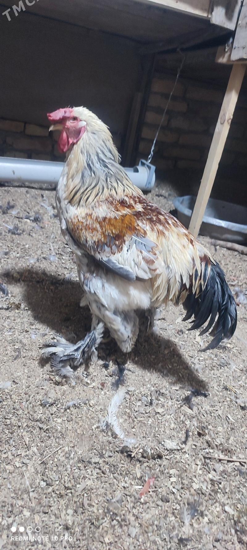 Brama Horaz - Daşoguz - img 1